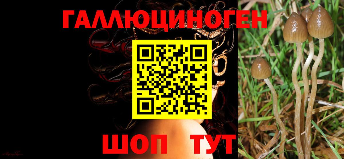 Псилоцибиновые грибы мухоморы  Псилоцибиновые грибы ЛСД  Вход с VPN  Приморско-Ахтарск 
